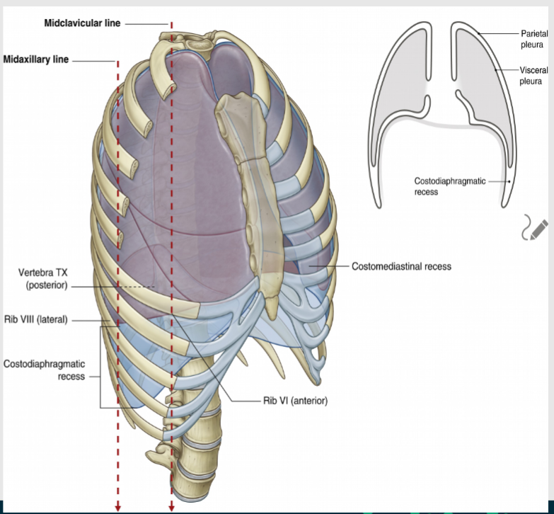 <p>The pleura is a serous membrane that contains each lung within a pleural sac, flanking both sides of the heart and occupying most of the thoracic cavity.</p>