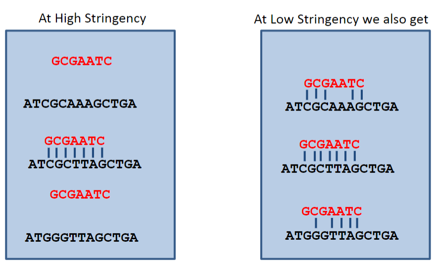 <p>Stringency refers to manipulating conditions to limit hybridisation between imperfectly matched sequences, allowing for increased specificity in DNA interactions.</p>