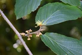 <p>Hamamelis virginiana</p><p><em>Simple/Alternate</em></p>