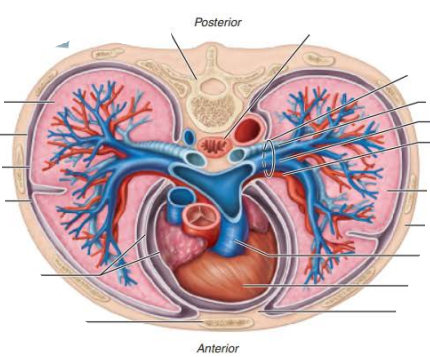 <p><strong>_________ _______</strong></p><p><em>Function</em></p><p></p><p>Produced by the pleura and fills the slit-like pleural cavity</p><p>&nbsp;</p><p>____________ secretion that allows the ________ to glide easily over the _________ ________ during _____________ ____________</p><p></p>