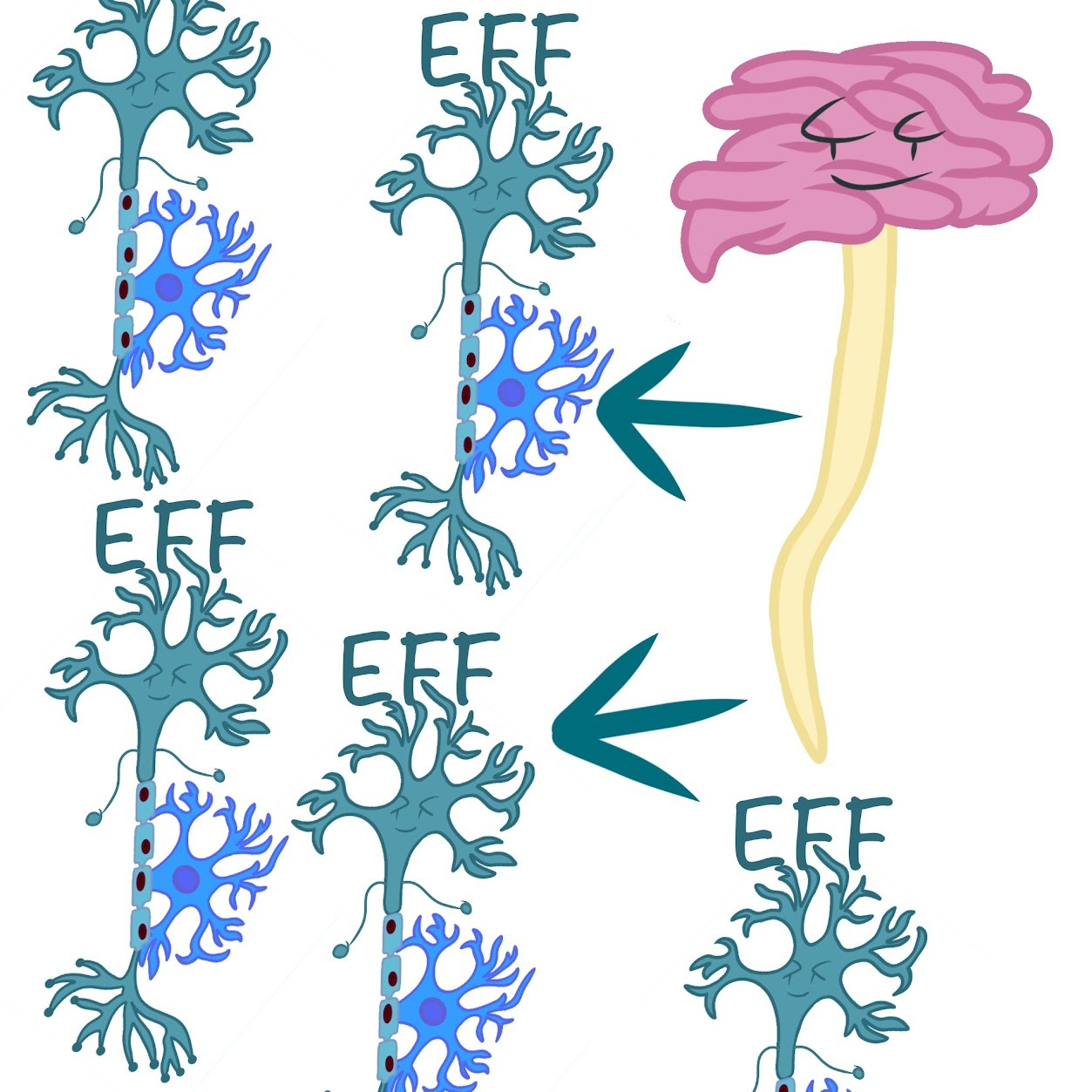 <p>transmit information <span class="tt-bg-green">away</span> form the CNS</p>