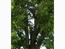 <p>oak</p>