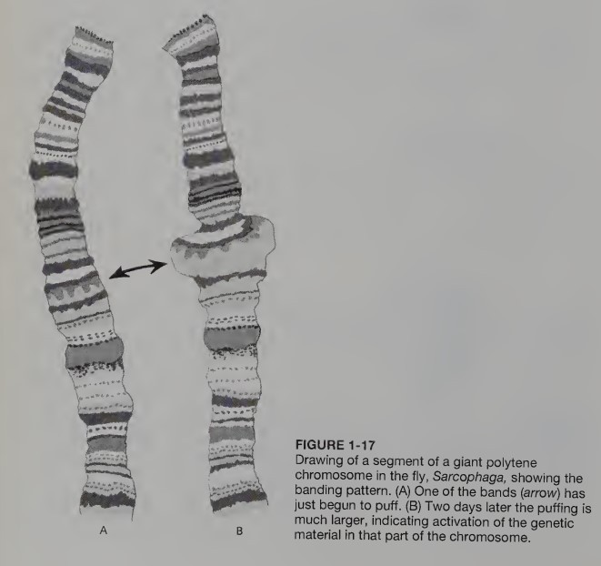 <p> giant polytene chromosomes </p>