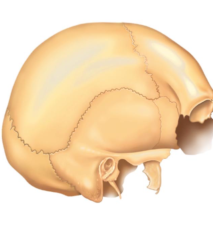 <p>What bone grouping is this?</p>