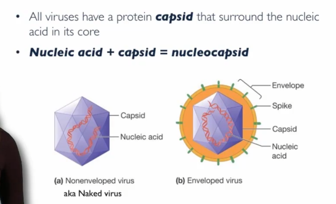 <p>Capsid, Nucleic Acid + capsid = nucleocapsid</p>