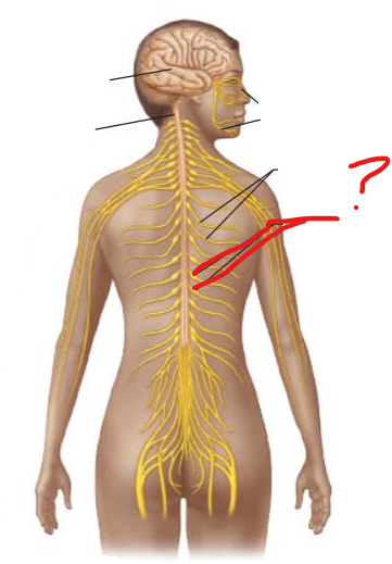 <p>identify and is it PNS or CNS?</p>