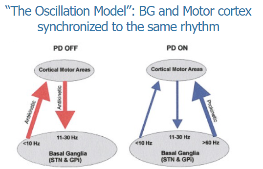 <p>The Oscillation Model suggests that the basal ganglia and motor cortex are synchronized to the same rhythm, which is crucial for coordinated motor control.</p><p>This synchronization ensures that motor commands from the motor cortex are effectively processed and executed by the basal ganglia, allowing smooth and controlled movement.</p>