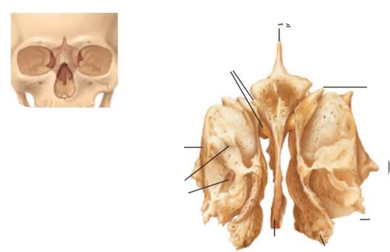 <p>Ethmoid Bone</p>