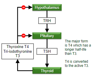 <p>Biochemical tests may indicate <strong>hyperthyroidism</strong>, but the patient may actually be <strong>normal</strong>, particularly in the case of <strong>gestational thyrotoxicosis</strong>.</p>