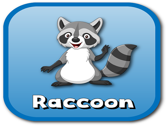 raccoon