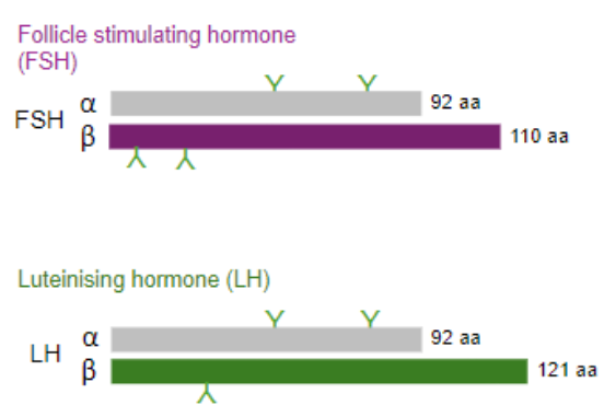 <p>•Heterodimeric peptides.</p><p>•Common alpha-subunit and a hormone-specific beta-subunit.</p>