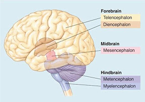 <p>What are the two key subdivisions of the forebrain? (2)</p>