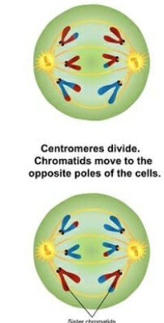 <p>Division cellulaire reproductrice (méiose 2):</p>