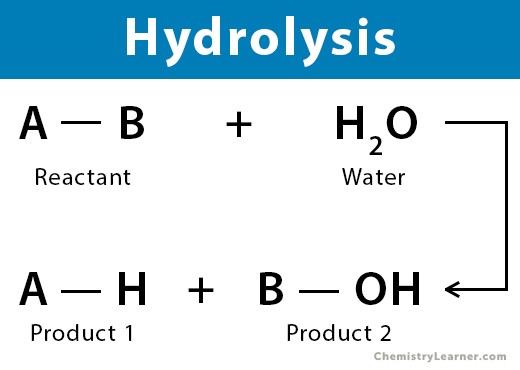 <p>It breaks larger molecules into simpler ones by adding a water molecule.</p>