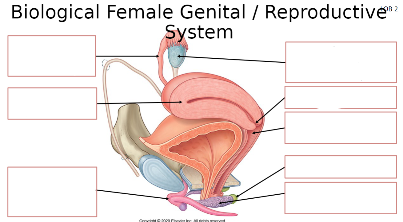 <p>State these parts of the female genital reproductive system: If you can also elaborate on each part</p>