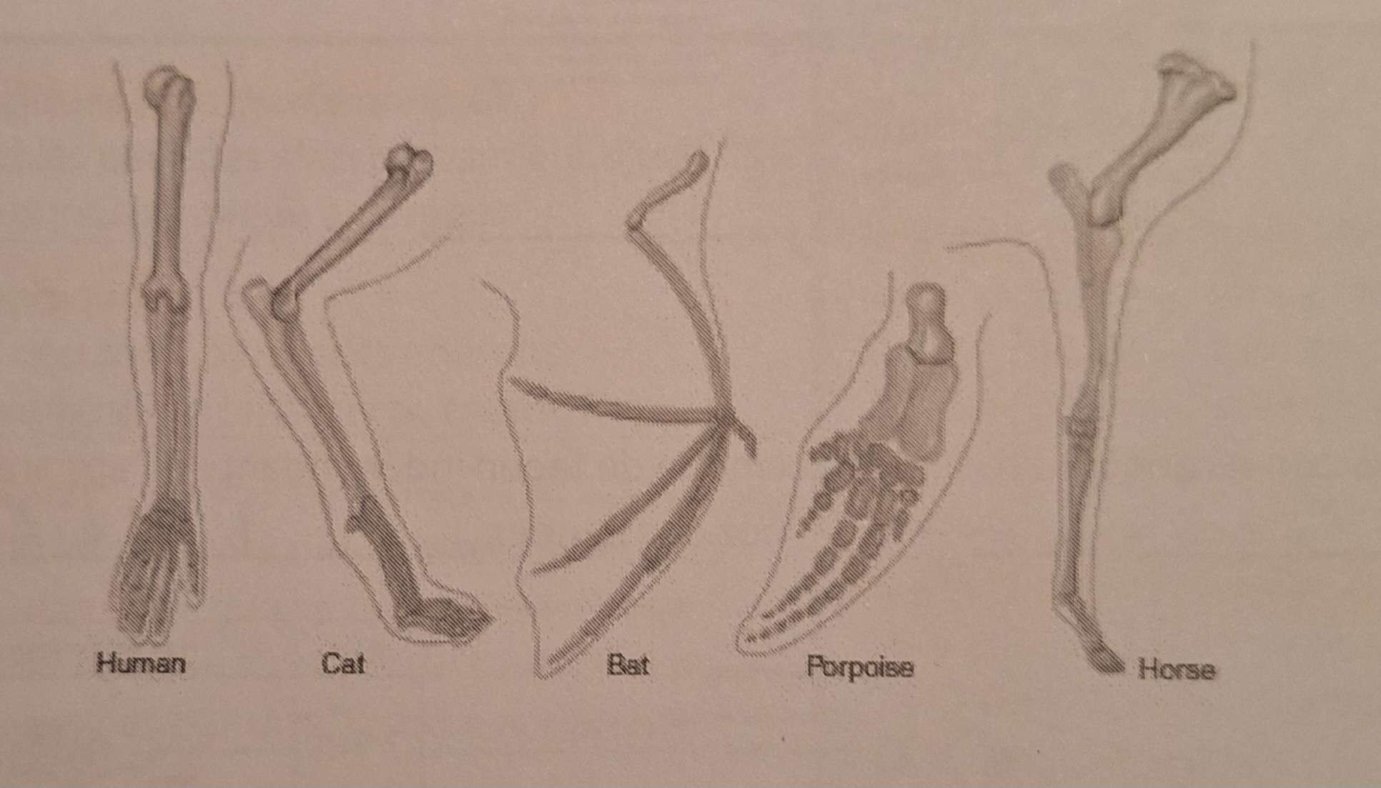 <p>les signes de l'évolution, <strong>Structures homologues</strong>: </p>