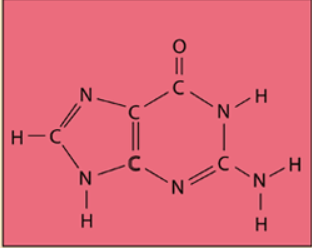 <p>Guanine; 3; Purine</p>