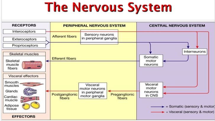 <p>Receptors receive stimuli sent to by afferent fibers (peripheral) sent to central nervous system then to muscles and glands</p>