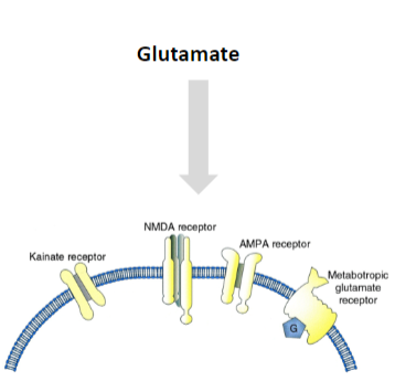 <p><strong>Ionotropic Receptors</strong>:</p><p><strong>AMPA Receptors</strong>: Mediate fast excitatory synaptic transmission.</p><p><strong>NMDA Receptors</strong>: Involved in synaptic plasticity and memory function, requiring both ligand binding and membrane depolarization.</p><p><strong>Kainate Receptors</strong>: Involved in excitatory neurotransmission, but less understood compared to AMPA and NMDA receptors.</p><p><strong>Metabotropic Receptors</strong>:</p><p><strong>Group I</strong>: Typically activate phospholipase C, leading to increased intracellular calcium and activation of protein kinase C.</p><p><strong>Group II</strong>: Inhibit adenylate cyclase, reducing cAMP levels and decreasing excitability.</p><p><strong>Group III</strong>: Also inhibit adenylate cyclase and modulate neurotransmitter release.</p>