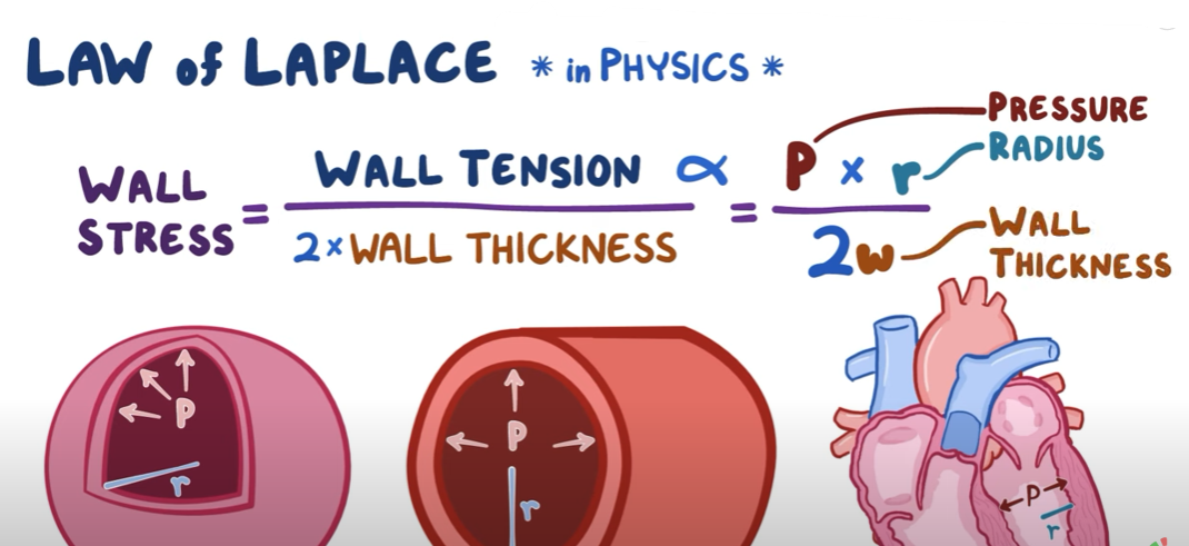 <p>★LaPlace's law states that the tension in the walls of a sphere (like the heart) is directly proportional to the pressure inside the sphere and the radius of the sphere, and inversely proportional to the wall thickness</p><p>★In normal ejection, LaPlace's law ensures efficient pumping by balancing wall tension and myocardial oxygen demand</p><p>★In heart failure, increased wall tension due to dilation (increased radius) contributes to further myocardial damage and dysfunction</p>