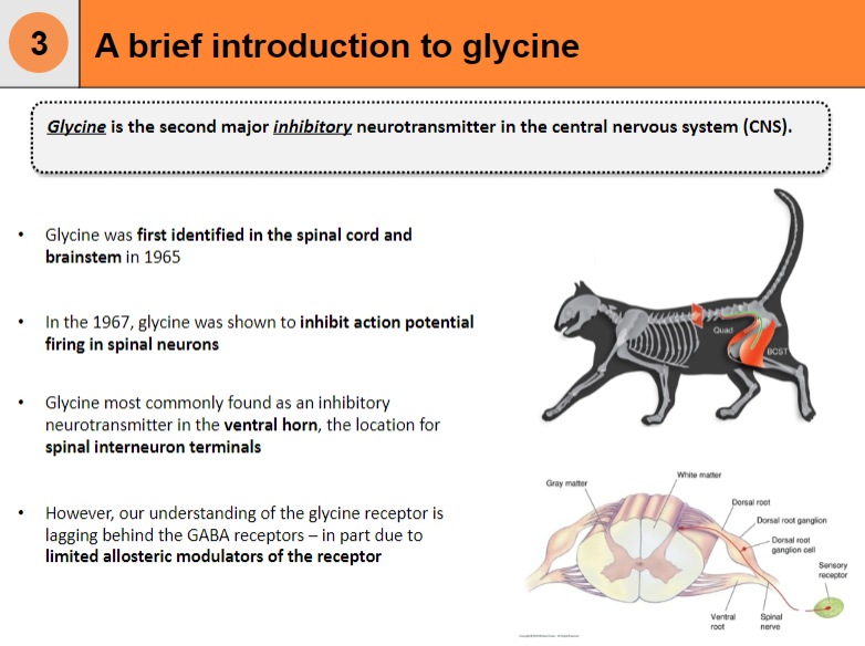 <p>Glycine was first identified in the spinal cord and brainstem in 1965.</p><p>In 1967, glycine was shown to inhibit action potential firing in spinal neurons.</p>