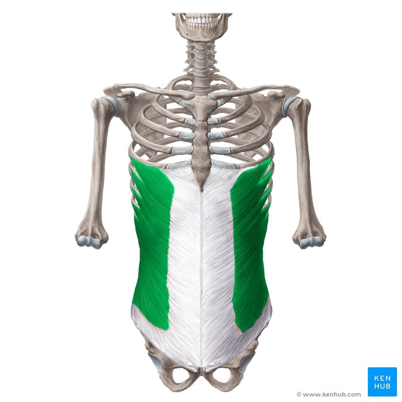 <p>LLF</p><p>Lower 8 ribs</p><p>Linea alba and iliac crest</p><p>Flexes and rotates spine; compress abdomen</p><p>Spine</p>