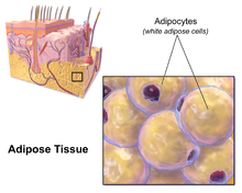 <p>Contains many <span class="tt-bg-yellow">fat cells</span>, which are able to <span class="tt-bg-yellow">store nutrients</span> and also serve to <span class="tt-bg-yellow">insulate the body</span></p>