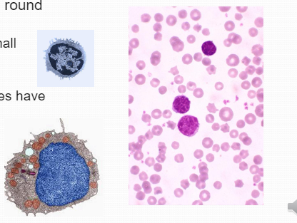 Non-segmented round nucleus, Sometimes w/ small indentation (seen ultrastructurally), Active lymphocytes have more cytoplasm
