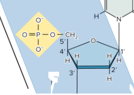 <p>Nucleic Acid</p>