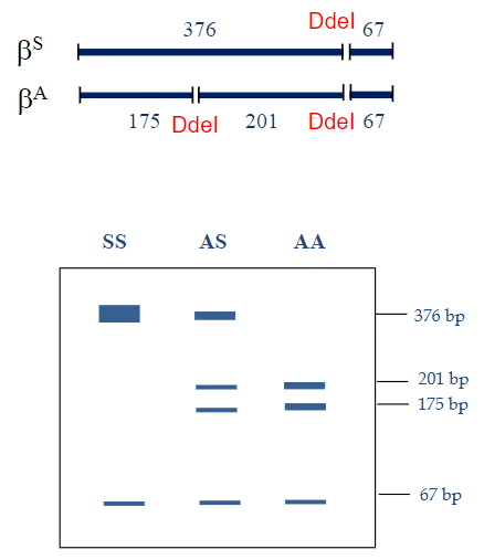 <p>A single nucleotide change can create or destroy restriction enzyme recognition sites.</p><p>In sickle cell anemia, the DdeI restriction enzyme site (5’CTNAG3’) is lost due to the mutation.</p>