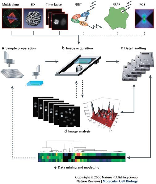 <p>Using Hi-C, which detects genomic DNA sequences in close proximity.</p><p>Through high-throughput microscopy techniques.</p>