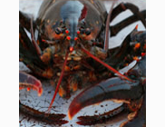 <p>lobster</p>