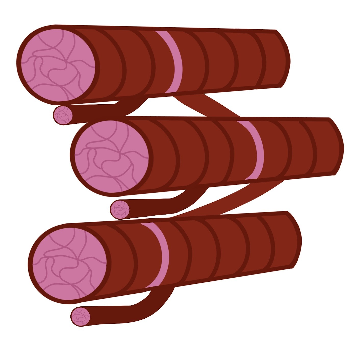 <p>Has <span class="tt-bg-green">branched fibers</span> that connect via intercalated disks; forms contractile wall of heart; <span class="tt-bg-green">spontaneously active</span> (under involuntary control); has striations and single nuclei in the center</p>