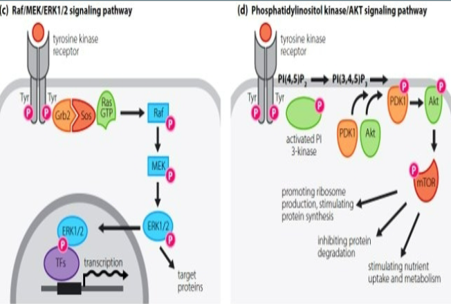 <p>✿Tyrosine residues of the receptor become phosphorylated</p><p>✿Intracellular accessory proteins are activated</p><p>✿Ras is phosphorylated and activates Raf</p><p>✿Raf phosphorylates MEK, which in turn activates ERK</p><p>✿Phosphorylated ERK translocates into the nucleus</p><p>✿Activates downstream transcription</p>