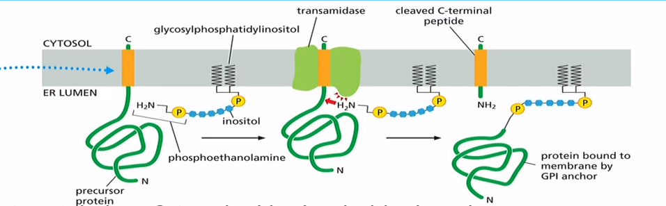 <p>Target protein has C terminal in cytosol. Transamidase comes in and takes pre formed GPI anchor, mediate a cut at ER lumen side of protein and attach it to GPI anchor. GPI anchored protein ends up on ER lumen side and can go to cell exterior surface</p>