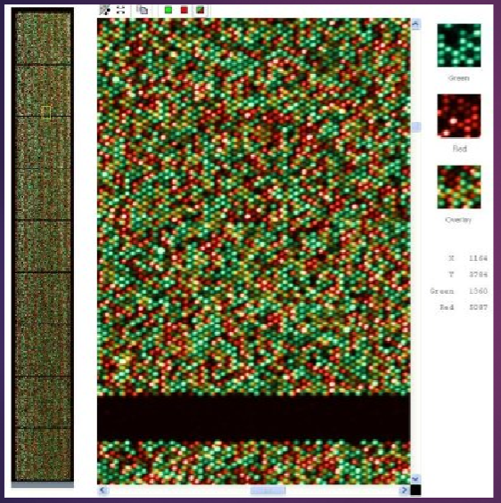 <p>Each spot on a genotyping microarray provides the genotype for one specific SNP.</p><p>Up to 5 million spots can be present per sample on the array, allowing for extensive analysis.</p><p>This technology enables genome-wide analysis, facilitating large-scale genetic studies.</p>