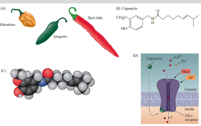 <p>The TRPV1 receptor is involved in the <strong>transduction of noxious heat</strong>.</p><p>It was originally called the <strong>vanilloid receptor</strong>.</p>