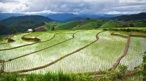 <p>Tropical rainforest, rice fields</p>