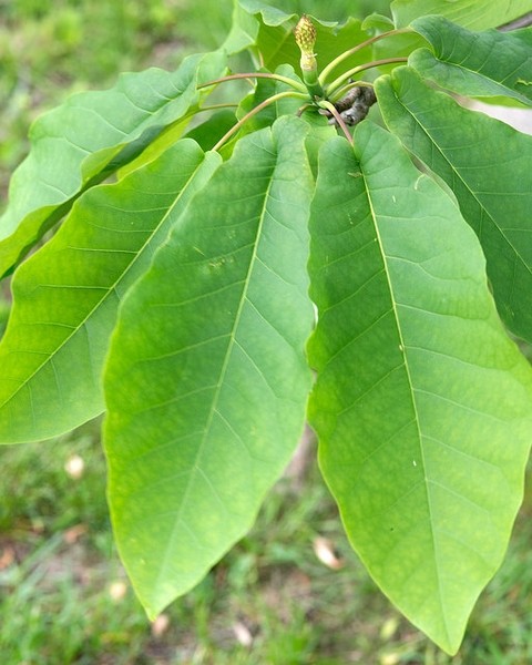 <p>Fraser Magnolia</p>