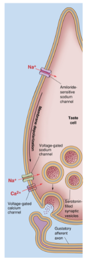 <p>Sodium ions (Na+) pass through Na+ selective channels down their concentration gradient.</p><p>This depolarizes the taste cell, activating voltage-gated calcium (Ca2+) channels, leading to vesicular neurotransmitter release and activation of gustatory afferents.</p><p>A special Na+ selective channel (amiloride-sensitive) detects low concentrations of salt. This channel is insensitive to voltage and remains generally open.</p>