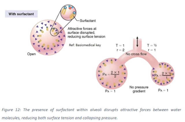 <p>Pulmonary surfactant, secreted by type II pneumocytes (alveolar cells), reduces surface tension at the air-liquid interface in the alveoli. This reduces the collapsing pressure generated, preventing smaller alveoli from collapsing into larger ones.</p>