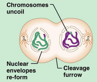 <p>What stage of Meiosis is this?</p>