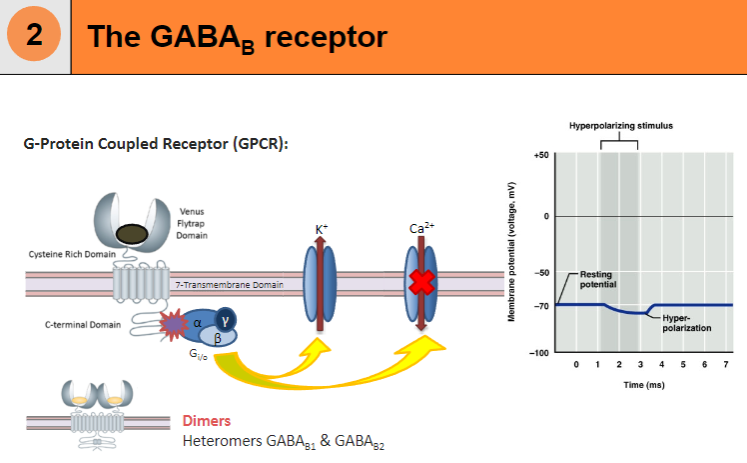 <p>GABA₋B is a G-protein coupled receptor (GPCR) with a 7-transmembrane domain</p><p>It functions as a dimer, composed of GABAB1 and GABAB2 subunits</p><p>It primarily signals via Gi/o proteins to modulate K⁺ and Ca²⁺ ion channels</p>