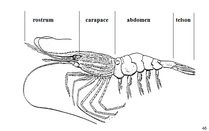 <p>Rostrum, carapace, abdomen, telson</p>