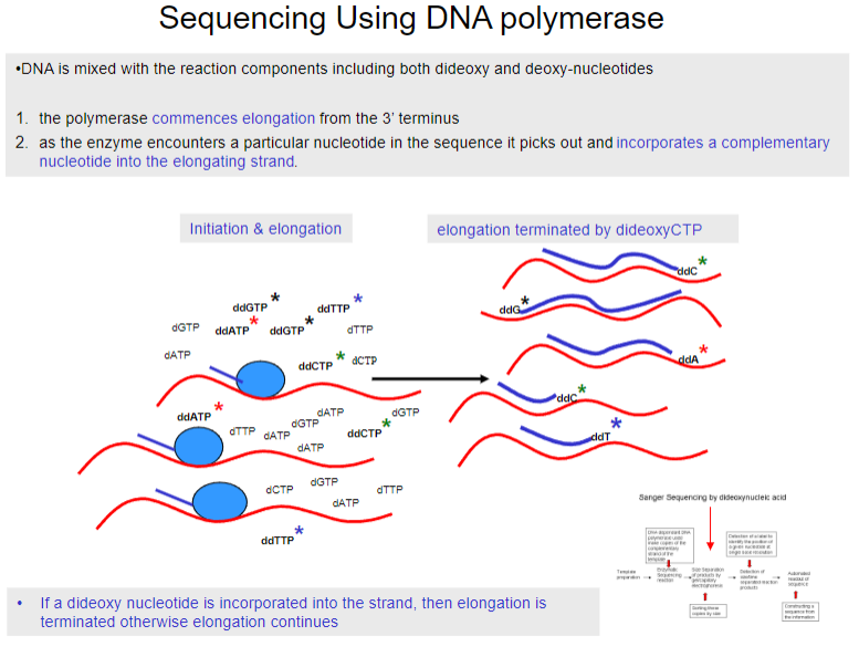 <p>The polymerase begins elongation from the 3’ terminus.</p><p>As the enzyme encounters a particular nucleotide in the sequence, it selects and incorporates the complementary nucleotide into the elongating strand.</p>