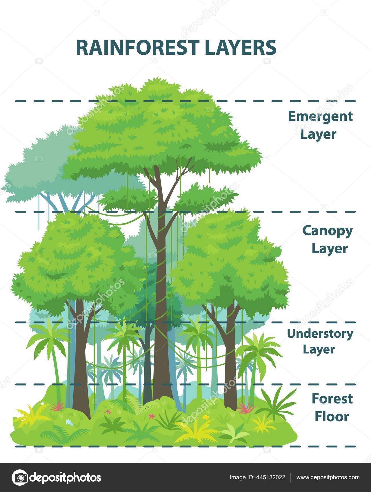 <p>different layers of trees in the forest.</p>