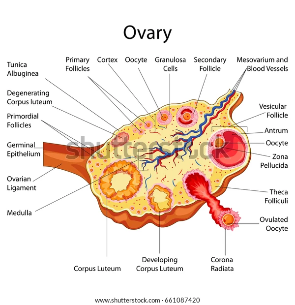 <p>Primary oocytes are located in the <strong>outer layer</strong> of the ovary, known as the <strong>cortex</strong>.</p><p>This outer region contains the ovarian follicles, each of which houses a primary oocyte.</p>