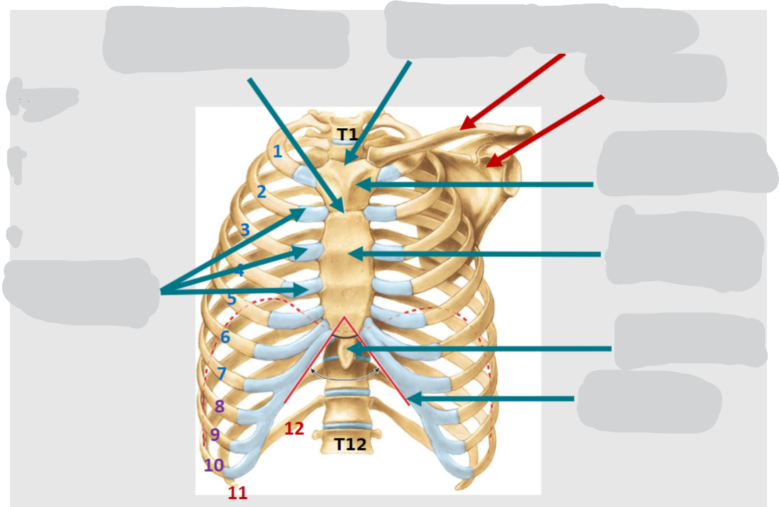 <p>Name the parts of The Skeleton of the Thoracic/ Chest Wall <strong>ANTERIOR</strong>:</p>