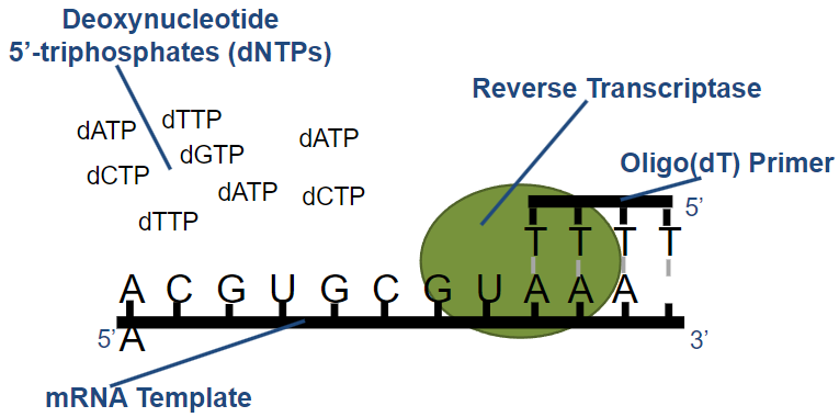 <p><strong>Definition</strong>: Reverse transcriptase is an RNA-dependent DNA polymerase.</p>