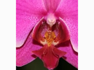 <p>orchid</p>